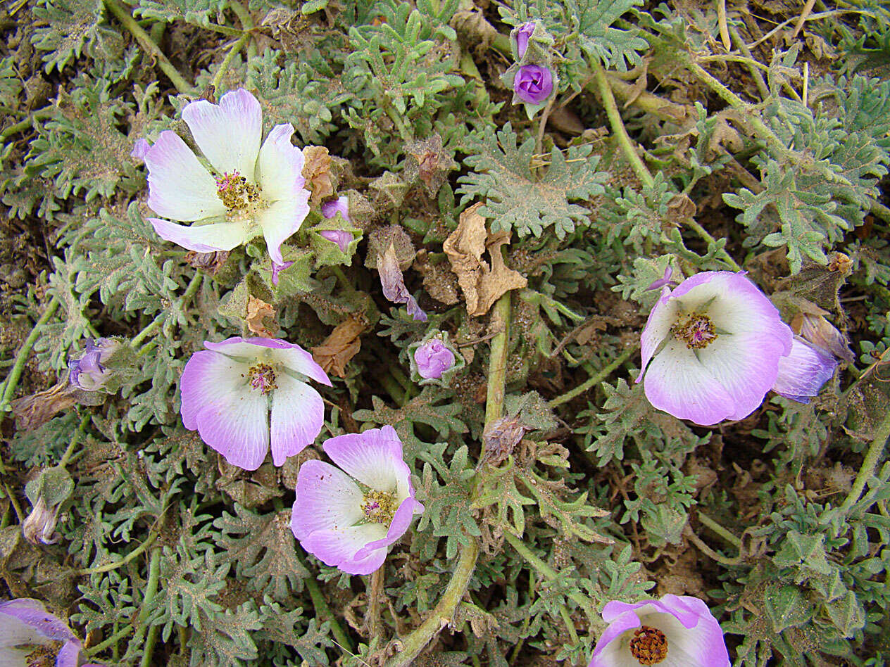 Image of Sphaeralcea purpurata (Lindl.) Krapov.