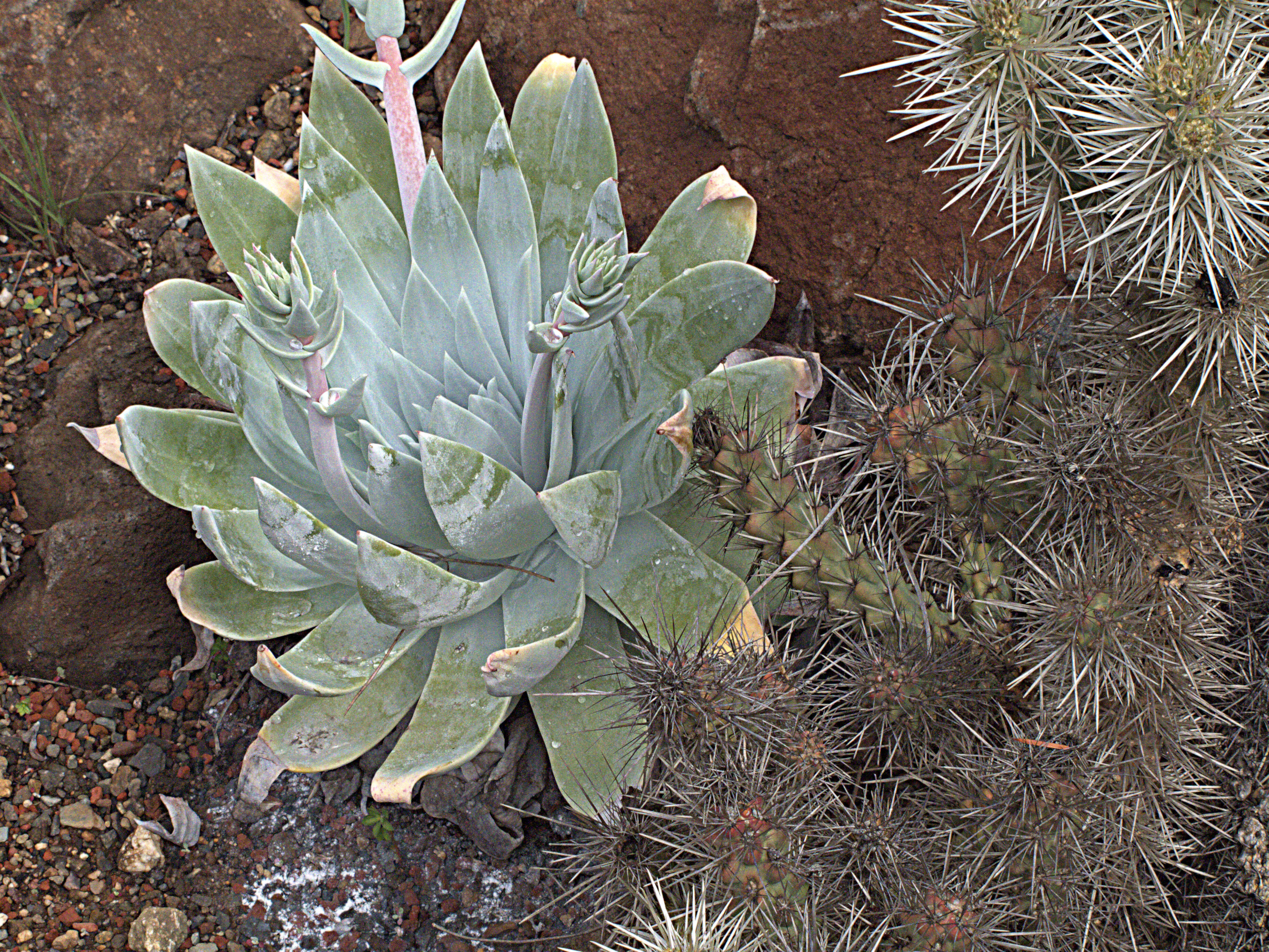 Image of Dudleya anthonyi Rose ex Britton & Rose