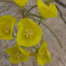 Image of yellow cups