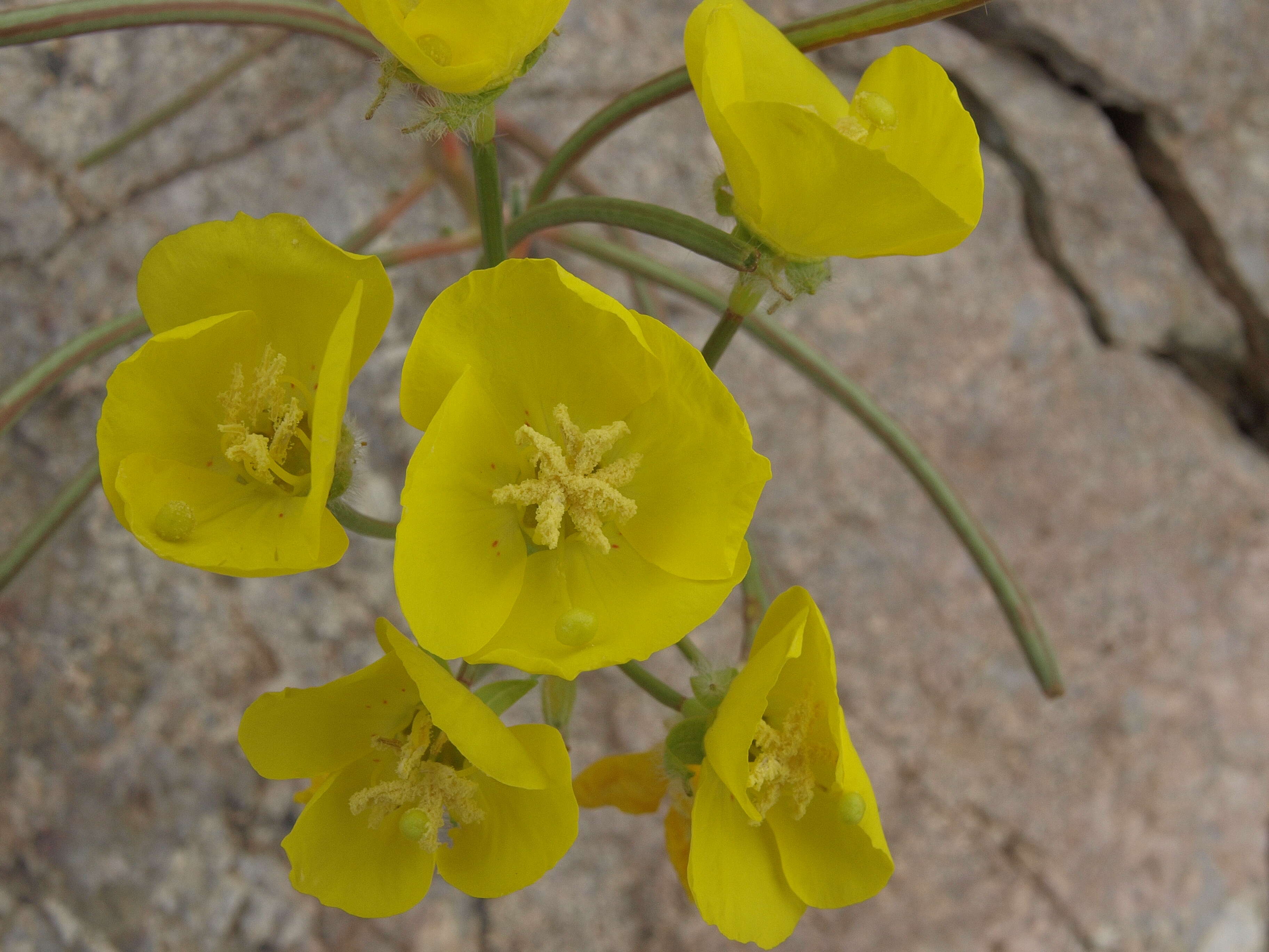 Image of yellow cups