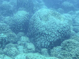 Image of Finger Coral