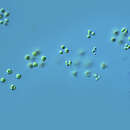 Sphaerocystis schroeteri的圖片