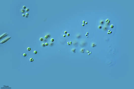 Image of Sphaerocystis schroeteri