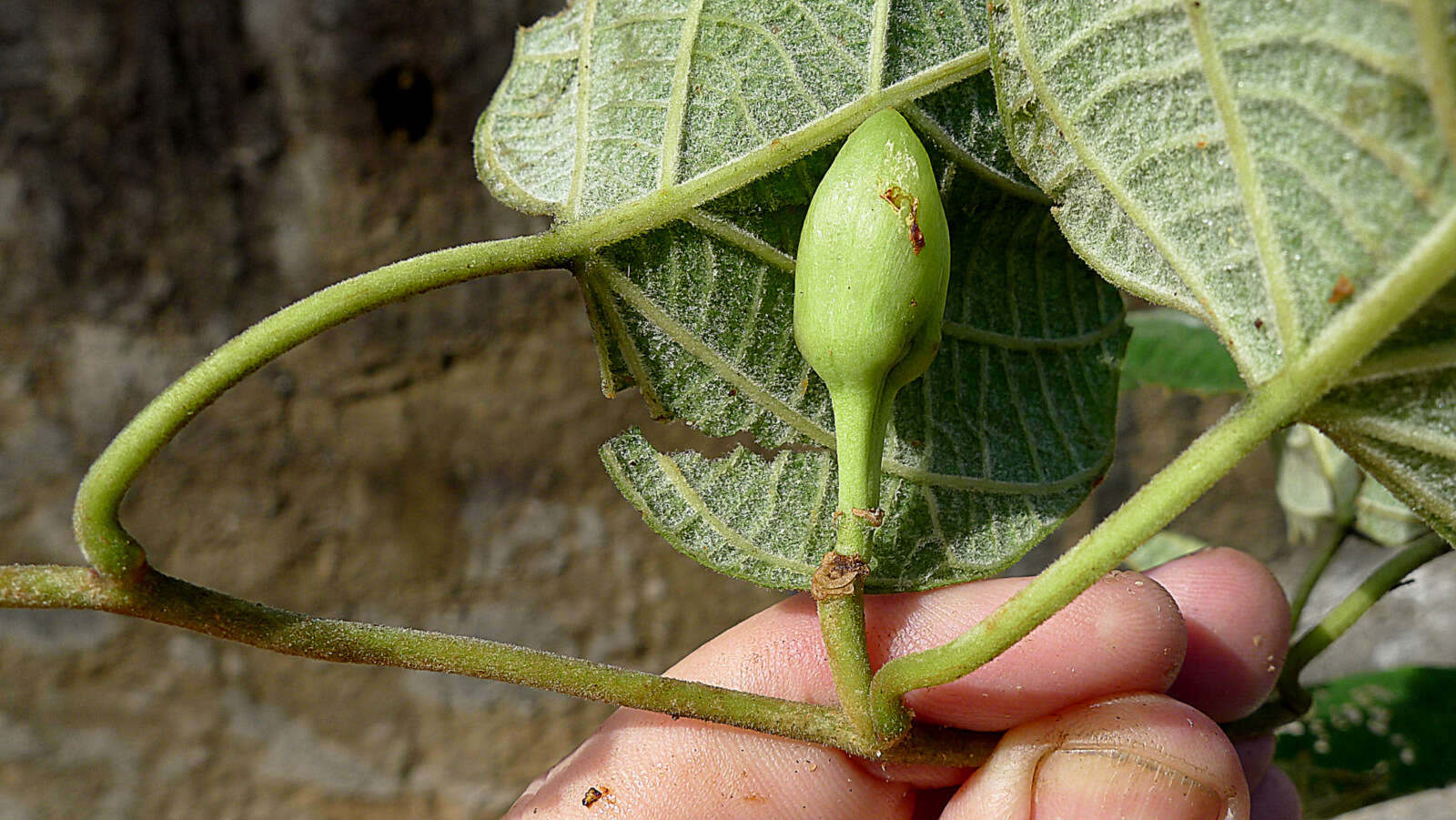 Image of Ipomoea philomega (Vell.) House