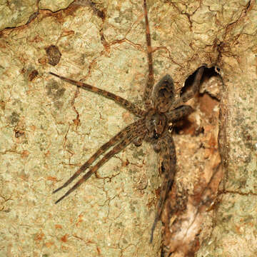 Plancia ëd Dolomedes tenebrosus Hentz 1844