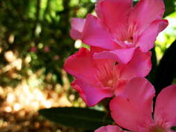 Image of oleander