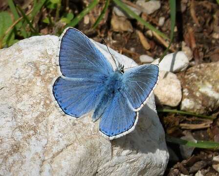 Image of Polyommatus bellargus (Rottemburg 1775)