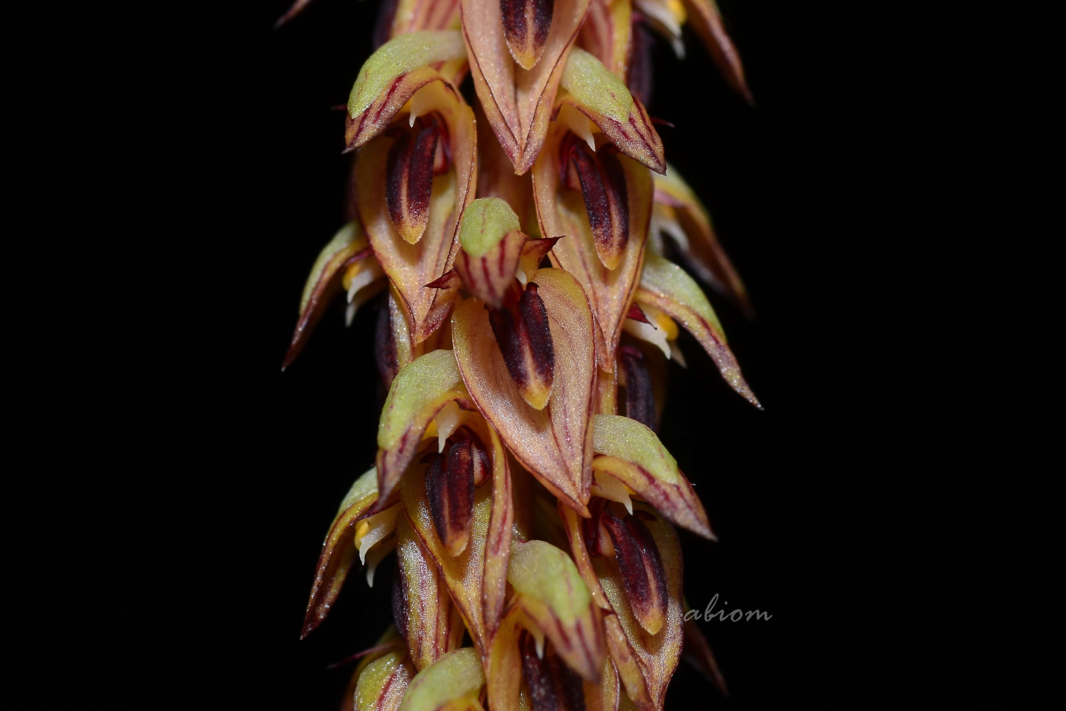 Image de Bulbophyllum longibracteatum Seidenf.