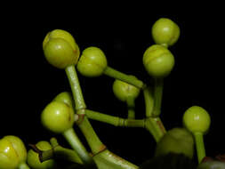 Image de Tovomita longifolia (L. C. Rich.) Hochr.