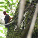 Image of Red-necked Woodpecker