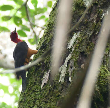 Image of Red-necked Woodpecker