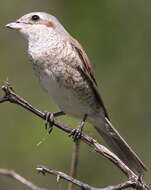 Image of true shrikes