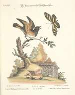 Image of Setophaga Swainson 1827