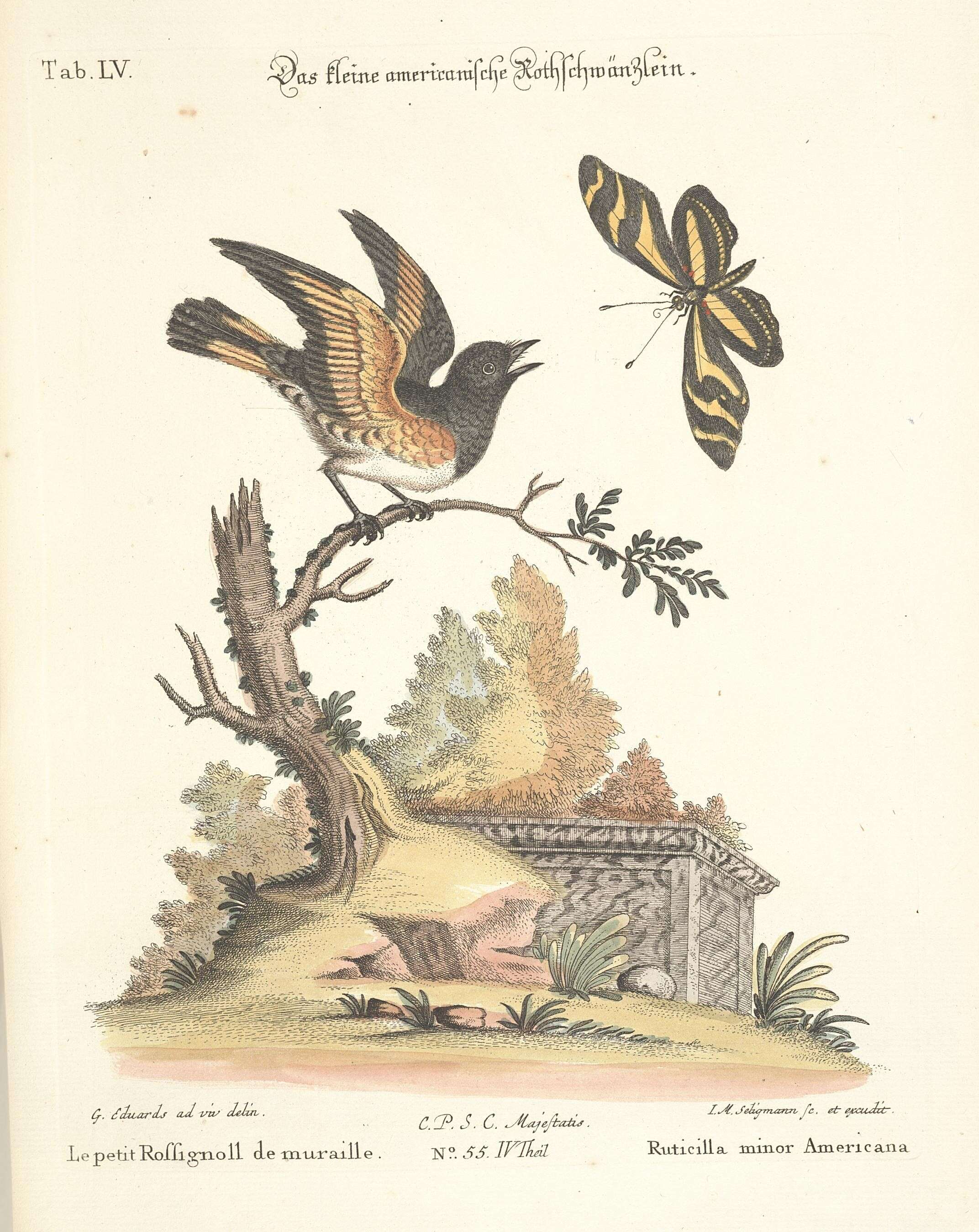 Image de Setophaga Swainson 1827