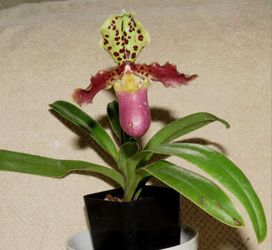 Image de Paphiopedilum henryanum Braem