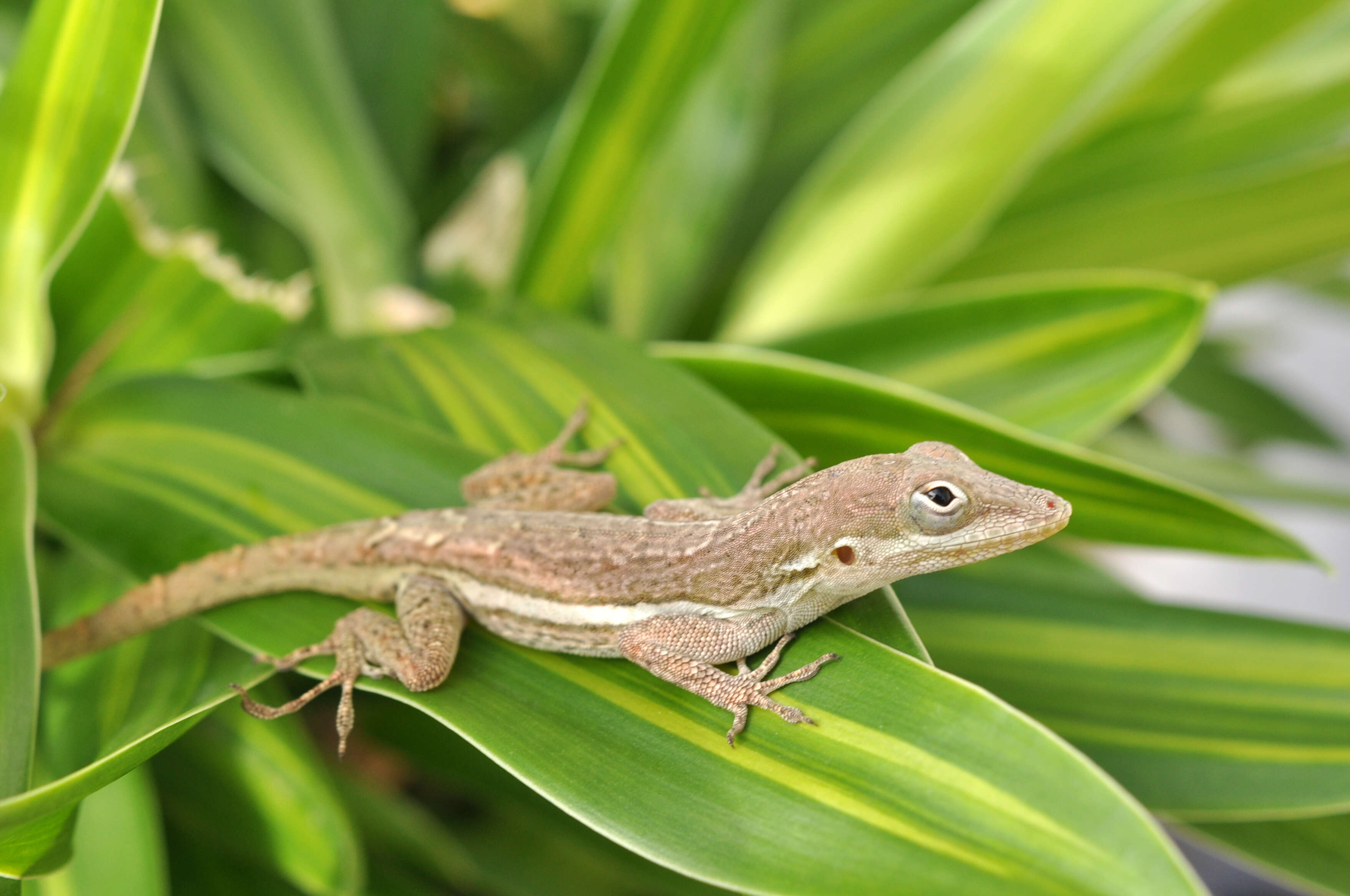 Sivun Anolis gingivinus Cope 1864 kuva