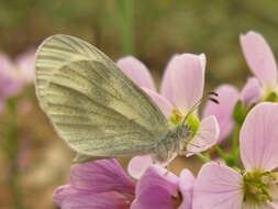 Image of Wood White