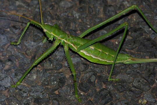 Image of Common Predatory Bush-cricket