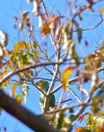 Image of Amazon parrots