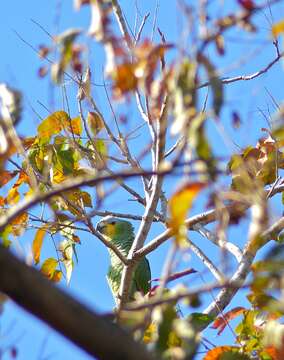 Image of Amazon parrots