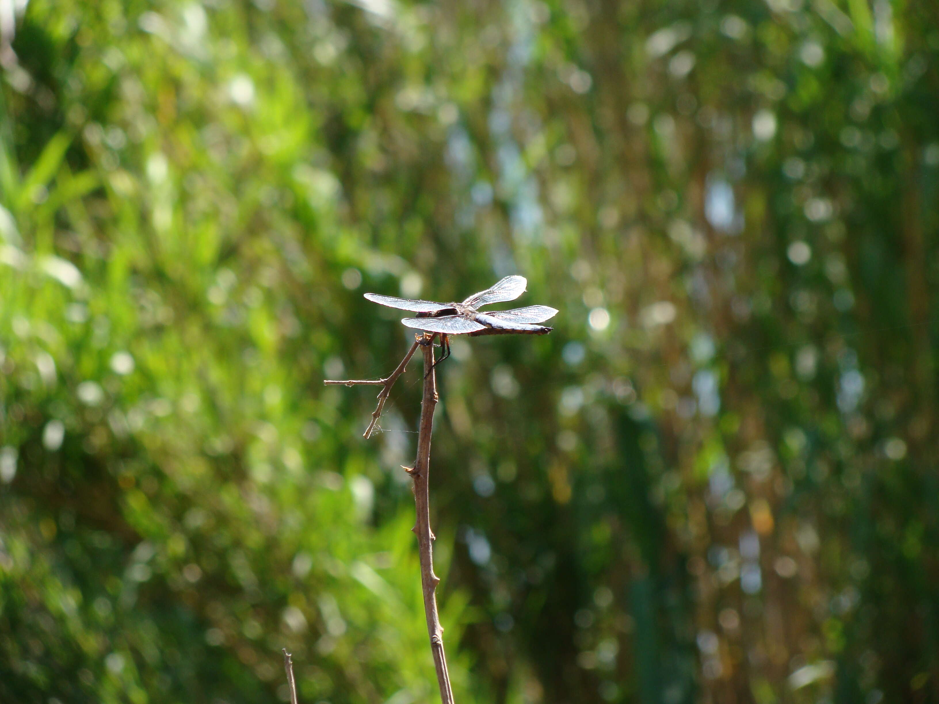 Image of Broad-bodied chaser