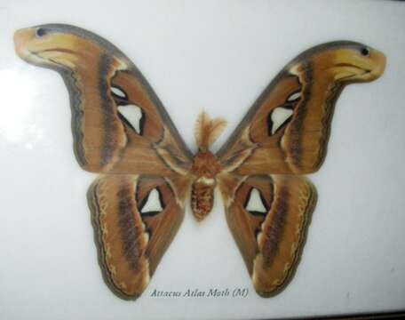 Image of Attacus Linnaeus 1767