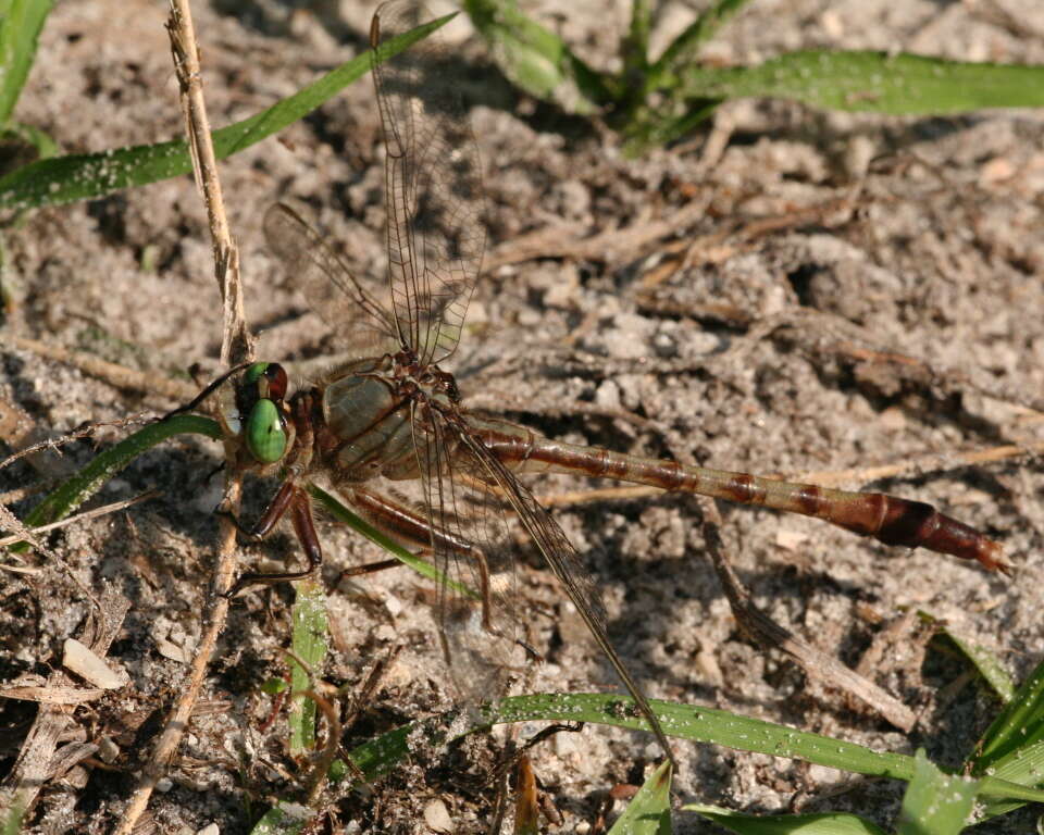 Imagem de Arigomphus pallidus (Rambur 1842)