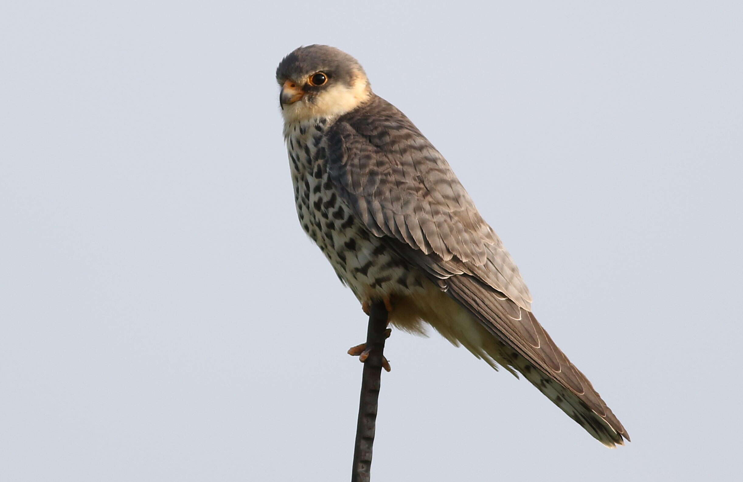 Image of Amur Falcon