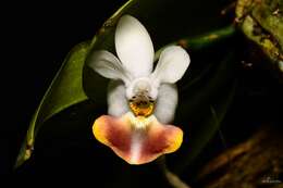 Image of Moth orchids