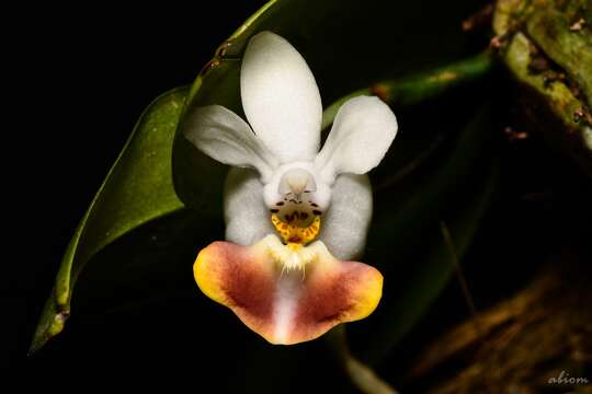 Image of Phalaenopsis lobbii (Rchb. fil.) H. R. Sweet