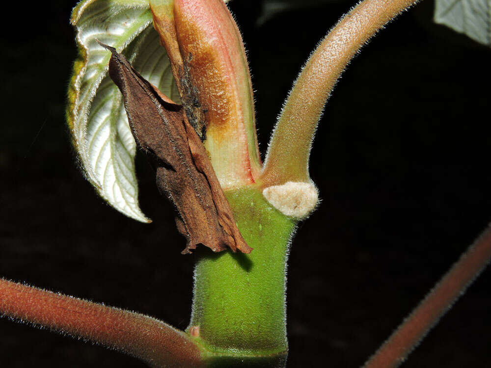 Image of Yagrumo Hembra, Trumpet-Tree