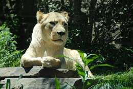 Image of Transvaal lion