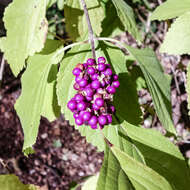 Image of Callicarpa