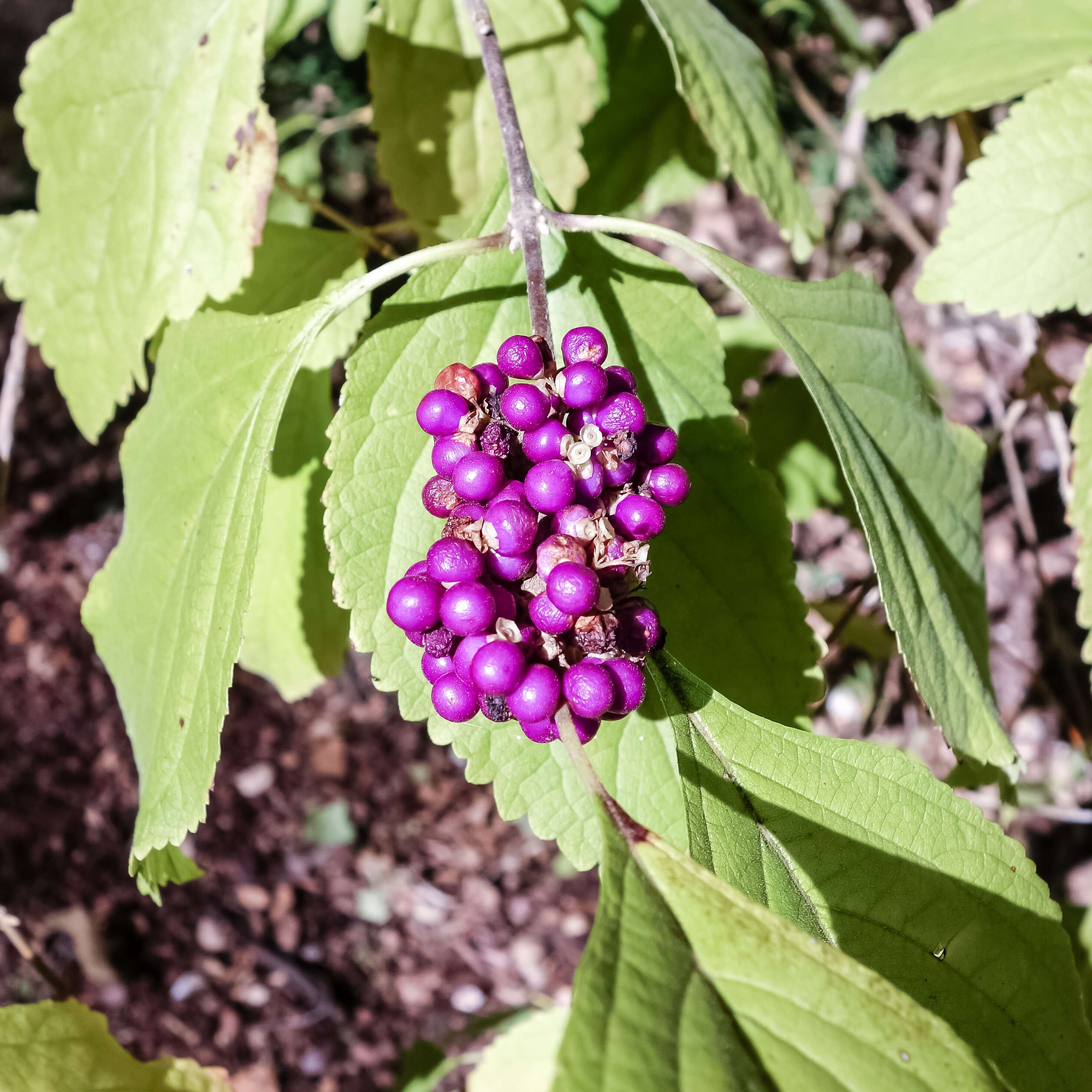 Image of American beautyberry