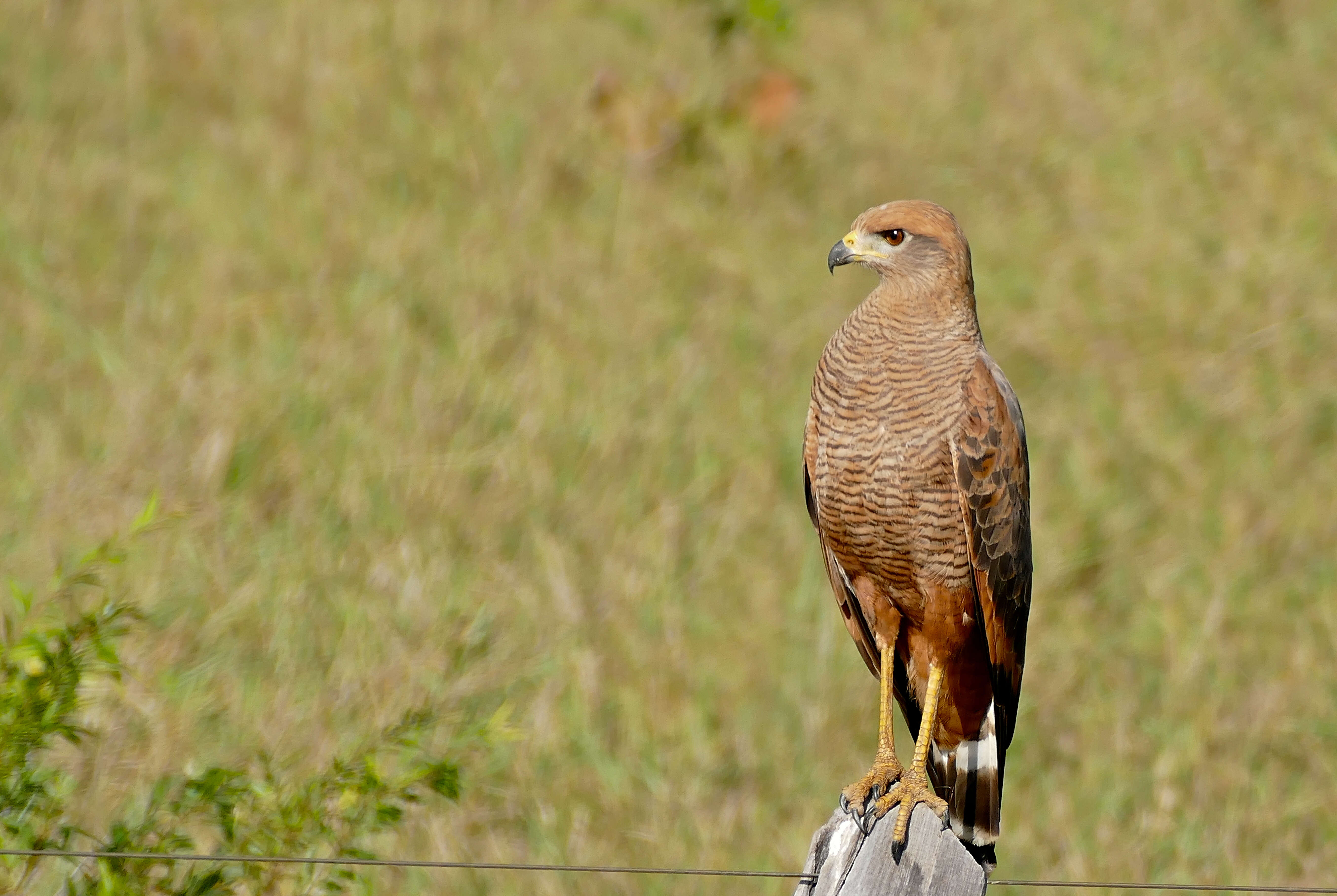 Image of Savanna Hawk