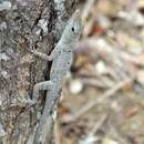 Image of Banded Anole
