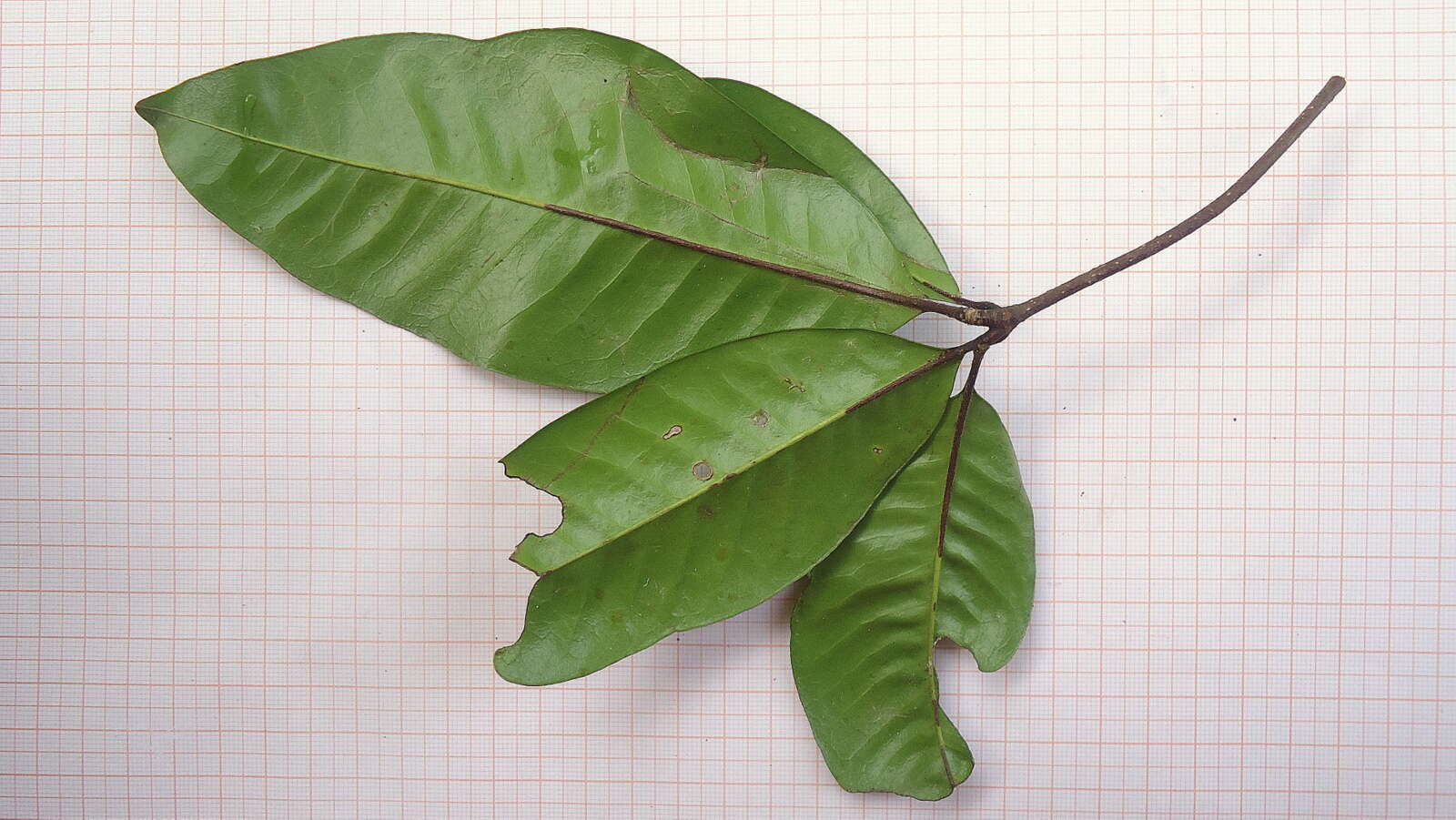 Image of Conchocarpus