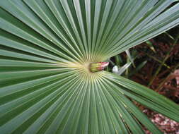 Image of Cabbage-tree palm