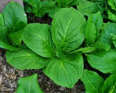 Image of skunk cabbage