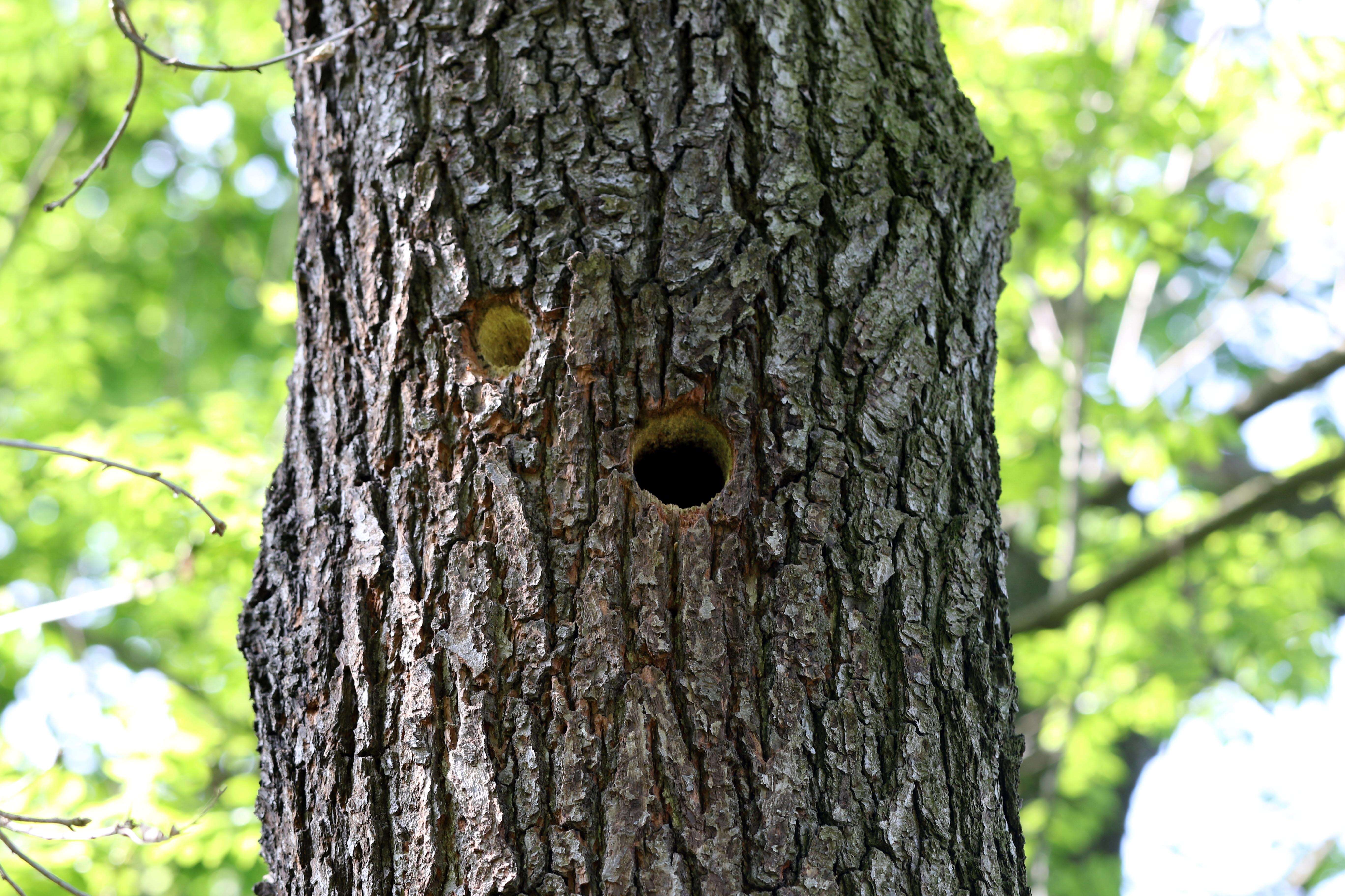 Image of Great Spotted Woodpecker