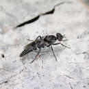 Image of Bonjeania clamosis Winterton, Skevington, Irwin & Yeates 2000