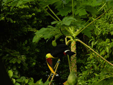 Image of papaya