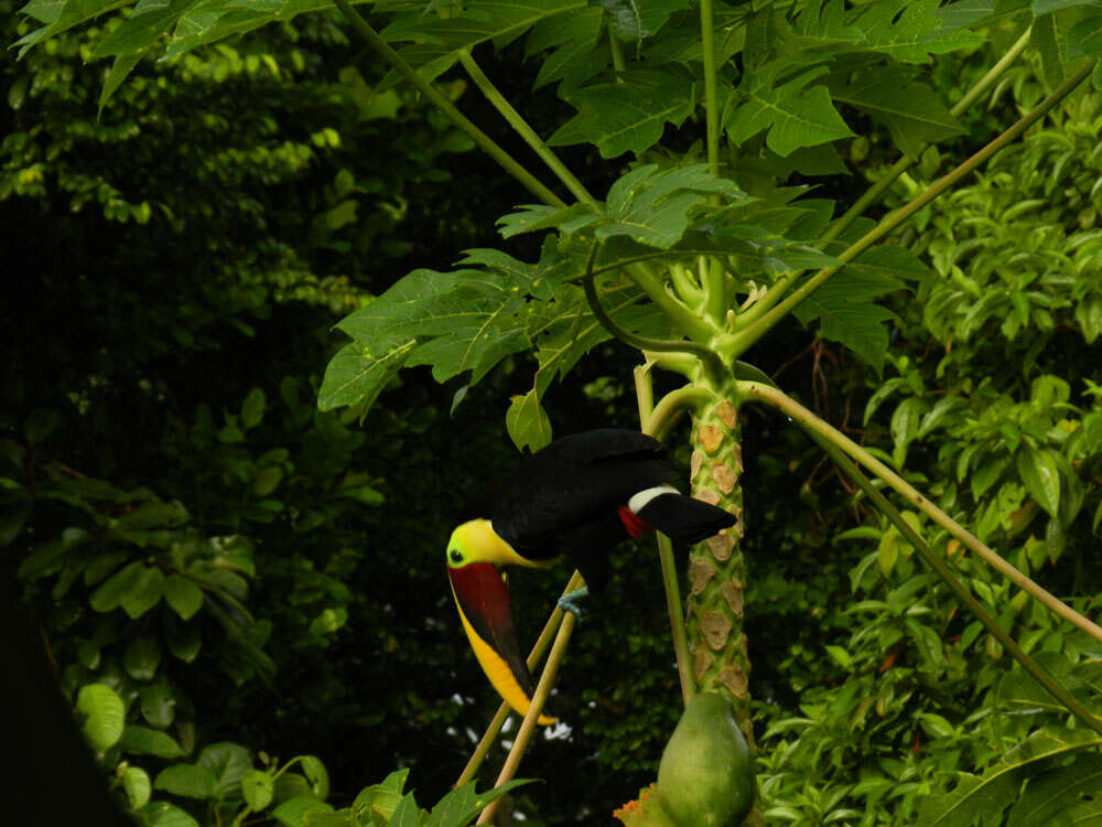 Image of papaya