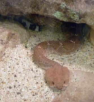 Image of Red Diamond Rattlesnake