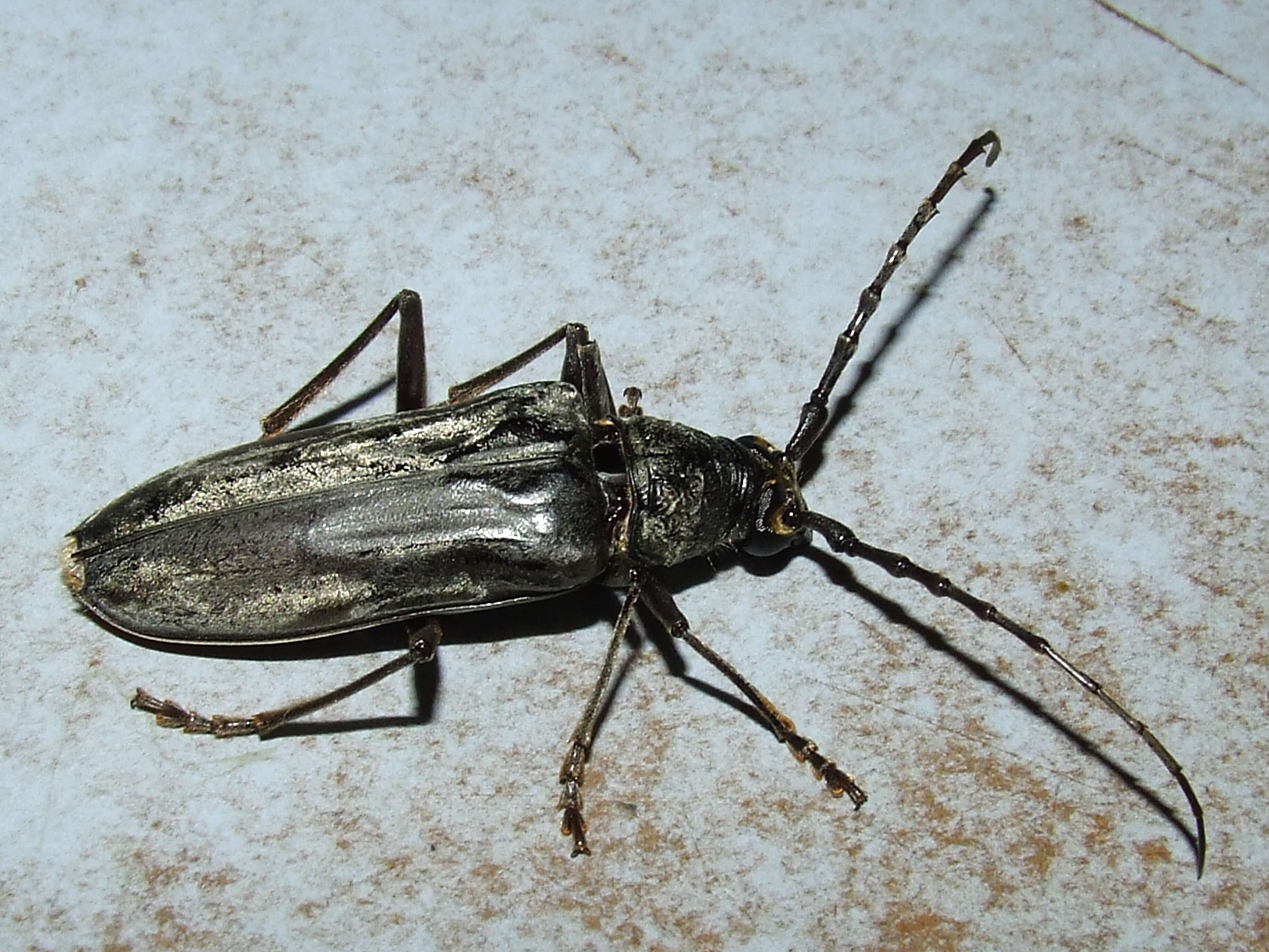 Plancia ëd Anelaphus