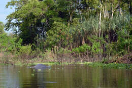 Image of river dolphins