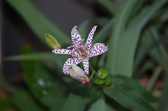 Image of toad lily