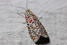 Image of crimson speckled