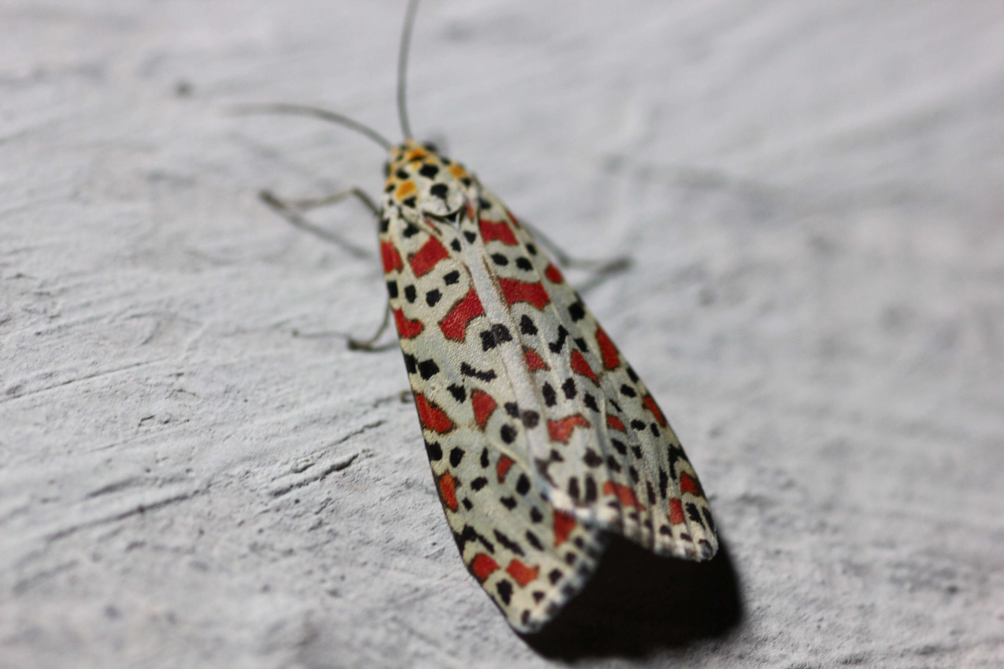 Image of crimson speckled