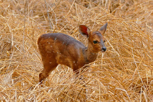 Image of Spiral-horned Antelope